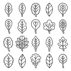 Collection of salad leaves and organic greens line art icons, vector spinach kale and arugula outline illustrations set isolated on white background