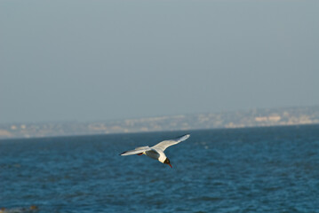 seagull in flight