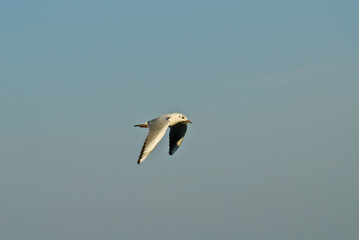 seagull flying in the sky