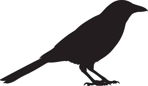 Magpie Bird Standing with Long Tail and Contrasting Feather Pattern