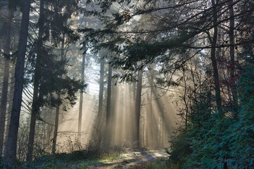 Mystischer Schwarzwald