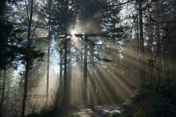 Mystischer Schwarzwald