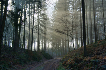 Mystischer Schwarzwald