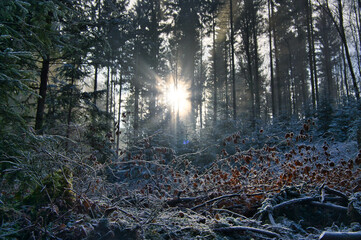 Mystischer Schwarzwald
