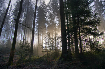 Mystischer Schwarzwald