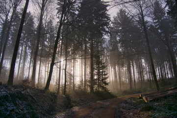 Mystischer Schwarzwald