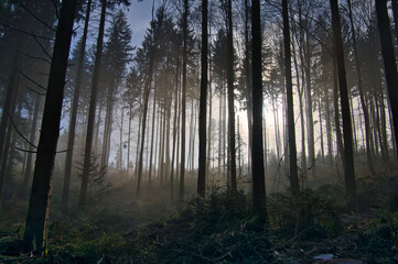 Mystischer Schwarzwald