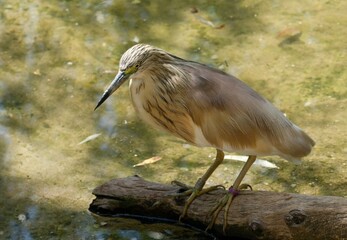 Squacco heron