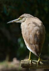 Squacco heron