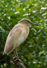 Squacco heron