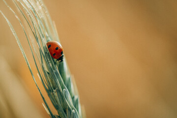 Ladybug on Wheat Spike &ndash; Nature Macro Closeup