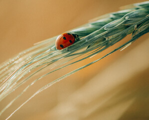 Ladybug on Wheat Spike &ndash; Nature Macro Closeup
