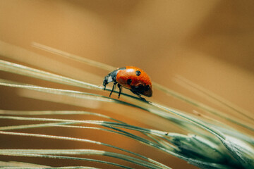 Ladybug on Wheat Spike &ndash; Nature Macro Closeup