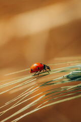 Ladybug on Wheat Spike &ndash; Nature Macro Closeup
