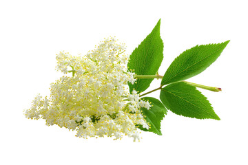 Close-up of vibrant elderflower blossoms and leaves