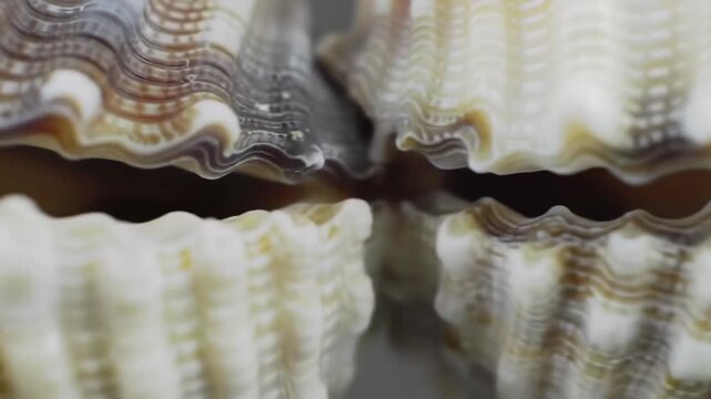Macro image of clam shells. Showcasing intricate details, used for textures or backgrounds