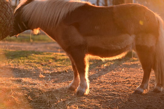 Shetlandpony mit teils geschorenem Fell im Gegenlicht der Wintersonne