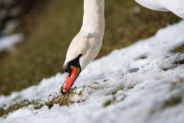 A mute swan searches for food under the snow.