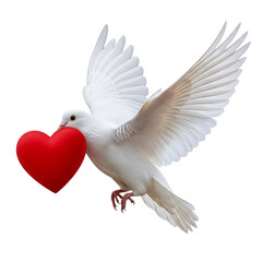 Obraz premium Dove with heart isolated on white
