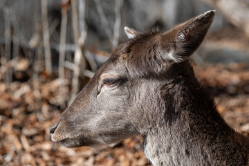 Close up shot of head Dama Dama . Fallow deer (dama dama)   portrait