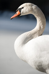 Close up shot of Mute Swan . Cygnus olor portrait  .