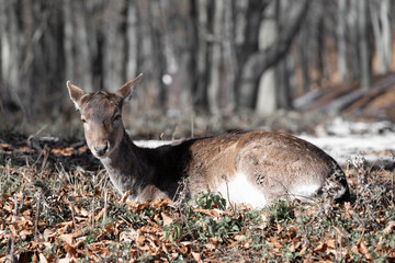Fallow deer (dama dama)   lies in a winter forest