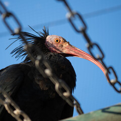 Close-up portrait of a northern bald ibis behind a chain fence. Side view highlights the long curved red beak, bare face, and dark plumage against a clear blue sky.