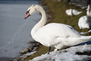 Obraz premium Mute swan or cygnus olor on a frozen lake