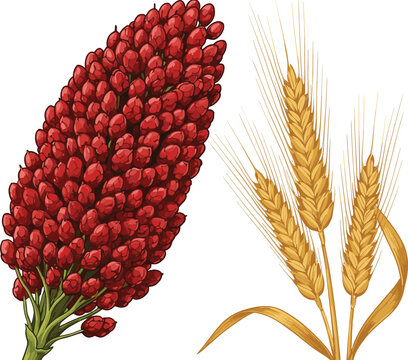 Detailed Vector Illustration of Sorghum Grain (Milo) and a Bundle of Wheat or Barley Ears, Ideal for Agriculture, Farming, Grain, Gluten-Free Food, and Cereal Crop Themes.