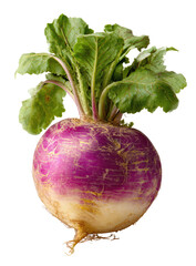 Close-up of a whole purple turnip with vibrant green leaves