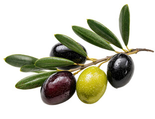 Fresh olives on a branch with leaves.  Close-up, detailed view of dark and light olives.  Vibrant green leaves.  Isolated on a black background