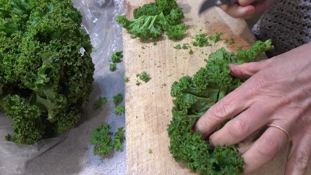 Stockholm, Sweden A cook cuts green kale leaves from the stems to stew them. 