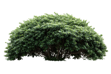 Dense, rounded shrub.  Full, leafy green foliage.  Low, wide profile