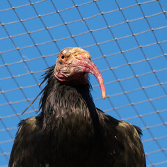 Close-up portrait of a northern bald ibis behind a chain fence. Side view highlights the long curved red beak, bare face, and dark plumage against a clear blue sky.