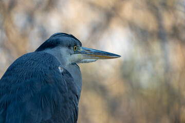 Close-up profile of a grey heron with long sharp beak, perched and looking aside against a softly blurred natural background. Minimalist wildlife bird portrait.