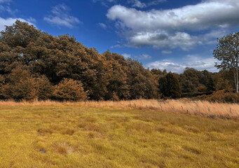 Naklejka premium A field of gold stretches toward a band of rich autumn trees, framed by a serene blue sky touched with drifting cloud. The image evokes the peaceful, unspoiled character of Bingley, Yorkshire, UK.