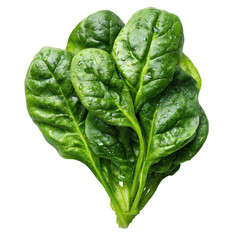 Close-up of fresh spinach leaves (4)