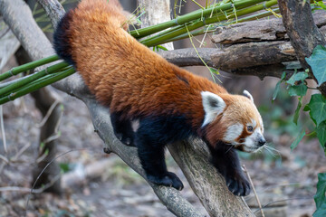 Red panda climbing along a tree branch in a natural enclosure. Side view shows fluffy reddish fur, white facial markings, and agile movement in a forest-like environment.