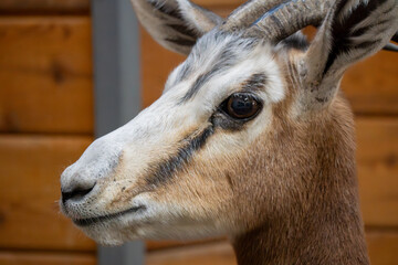 Close-up portrait of a gazelle with short horns and expressive eye, captured in soft natural light. Detailed wildlife image with shallow depth of field.