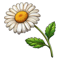 White Chamomile Daisy Flower with Green Leaves and Stem Botanical Illustration