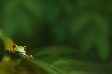 Red-eyed tree frog resting on green leaf in a dark Amazon tropical rainforest terrarium, vibrant green skin and striking red eyes creating dramatic wildlife contrast with copy space, exotic pet
