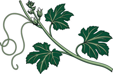 Bottle Gourd Leaves Lau Shak Illustration. Fresh Bottle Gourd Leaves Natural Look. Green Bottle Gourd Leaves Botanical Artwork. Lau Shak Leaves with Realistic Details. Natural Bottle Gourd Plant Leave