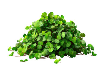 Lush mound of vibrant green foliage