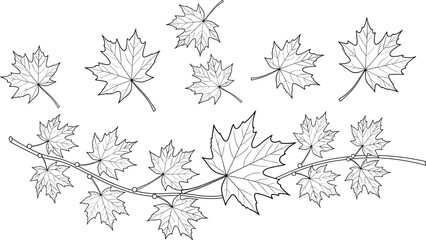 Hand drawn maple leaf outline collection with branch botanical line art illustration set for autumn nature coloring design © VectoBloom