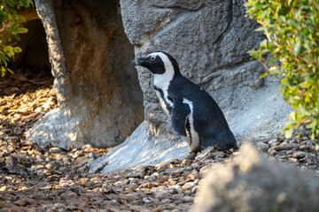 African penguin standing on rocky ground near a stone wall in a natural enclosure. Side view shows distinctive black-and-white plumage in warm daylight.