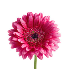 Close-up of a vibrant pink gerbera daisy, centered against a black background