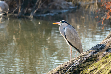 Close-up portrait of a grey heron resting by calm water. Side profile highlights the long orange beak, sharp eye, and elegant feathers with a soft, blurred natural background.