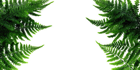 Two fern fronds frame a dark, central silhouette, shaped like a stylized Christmas tree