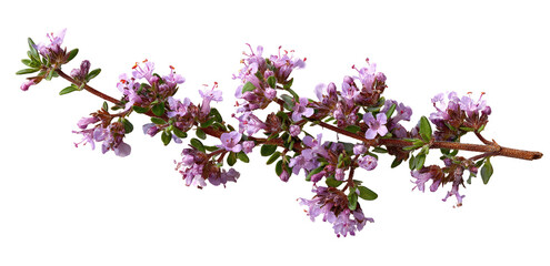 Sprig of Thyme with Tiny Pink Flowers