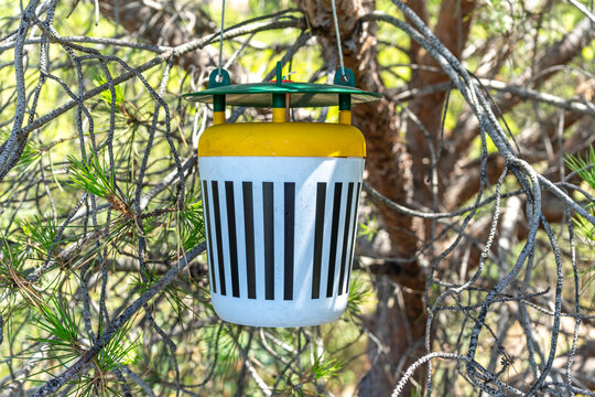 Pheromone trap for pine processionary moth monitoring on pine tree.